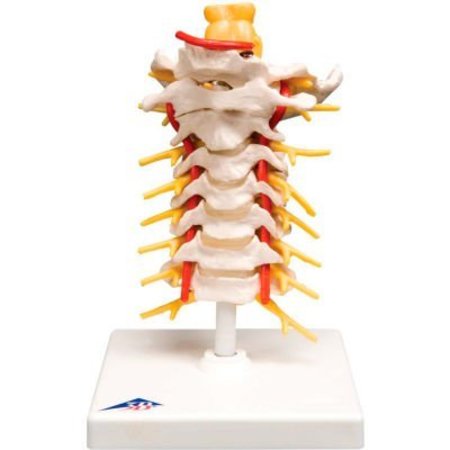 FABRICATION ENTERPRISES 3B® Anatomical Model - Cervical Spinal Column 964211